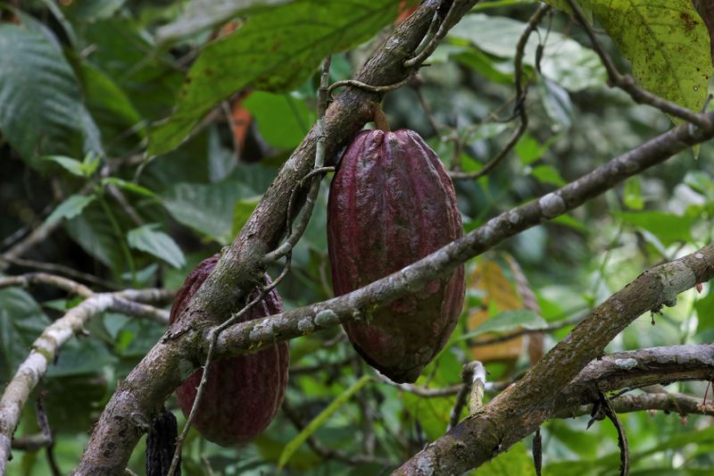 SONDEO-Precios del cacao cerrarían 2020 en baja, arrastrados por menor demanda debido a la pandemia