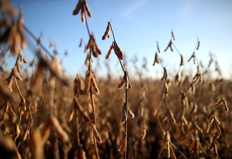 Planta de granos de COFCO en Argentina vuelve a operar después del cierre por COVID-19