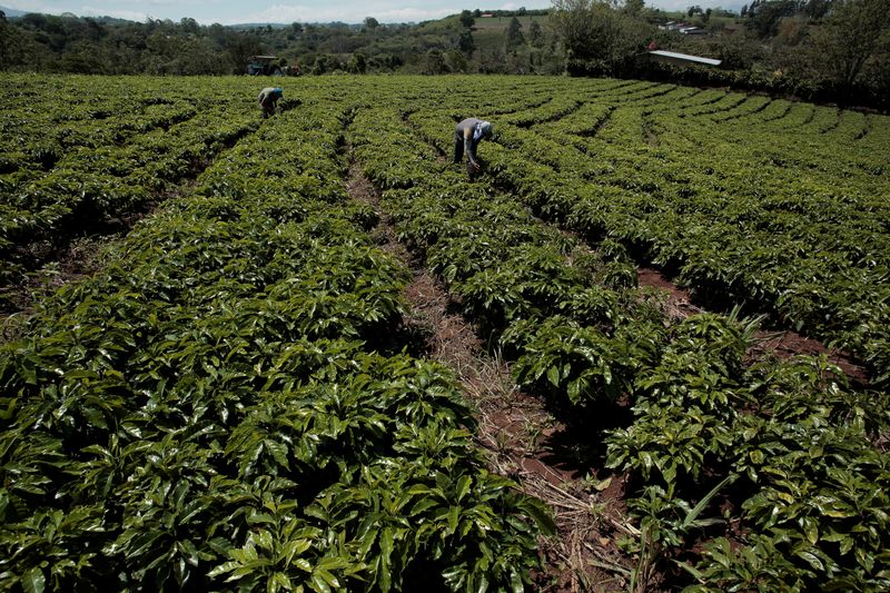 Exportaciones de café Costa Rica crecen un 13% en julio