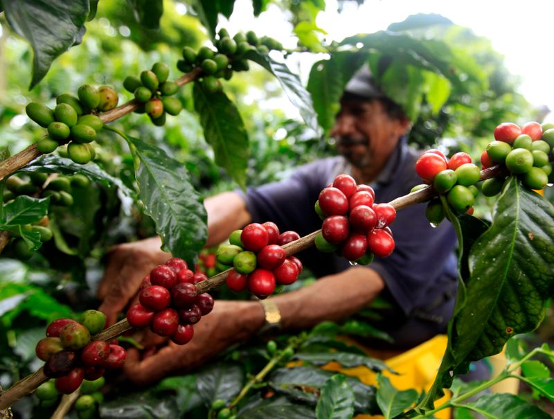 Colombia apunta a recolectar 7,8 mln de sacos de café en medio de pandemia de coronavirus