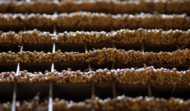 La próxima cosecha de soja de Brasil marcará récord por mayor área de siembra: StoneX