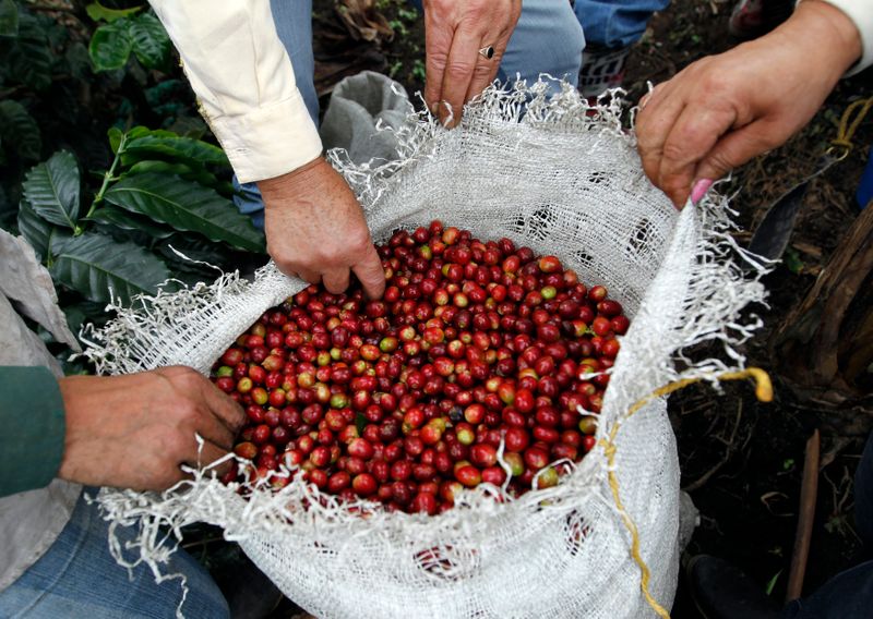 Producción colombiana de café baja levemente en julio a 1,31 mln de sacos