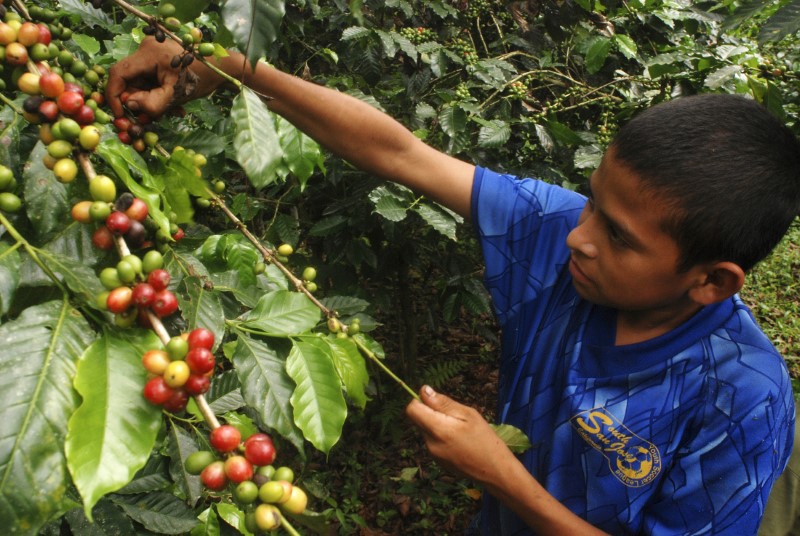 Honduras exportaría hasta 19% menos café en cosecha actual por bajos precios: dirigente