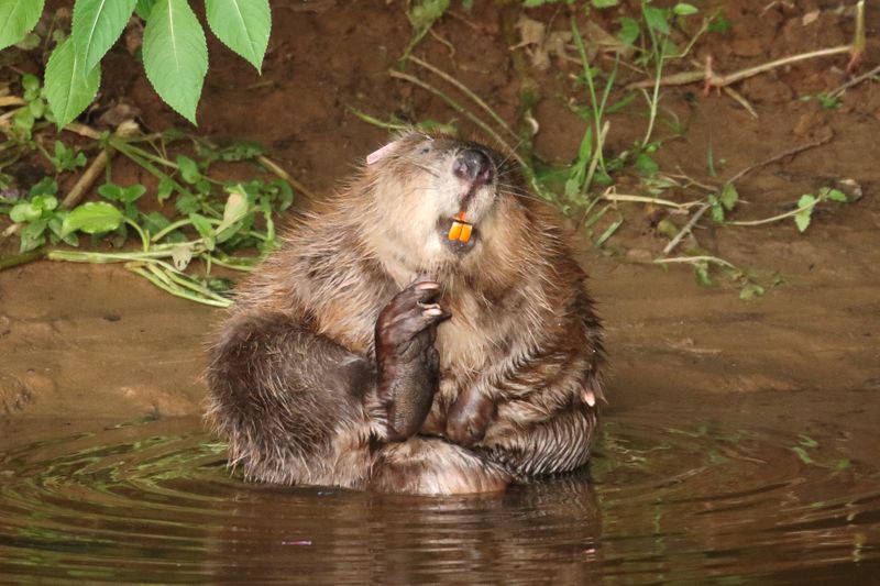 Después de 400 años, los castores pueden regresar a la naturaleza para siempre en Inglaterra