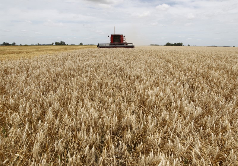 Sequía continúa deteriorando trigo en Argentina, cosecha no llegará a 21 mln T estimados en mayo: BCBA