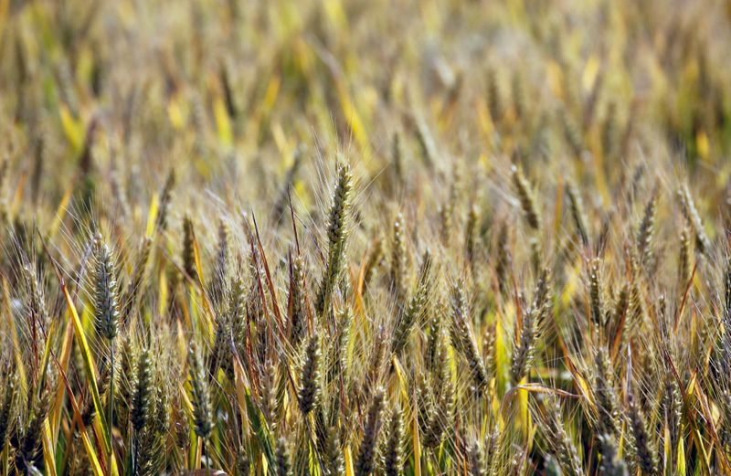 Futuros de la soja y el trigo caen en EEUU por panorama de oferta