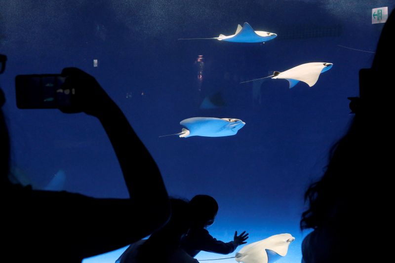 Pingüinos y medusas sorprenden a visitantes en nuevo acuario de Taiwán