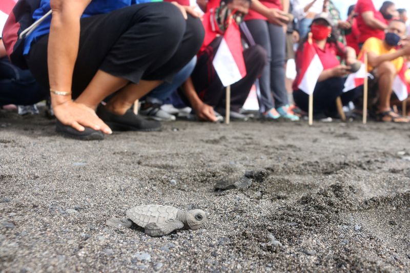 Miles de tortugas bebés prueban por primera vez el mar