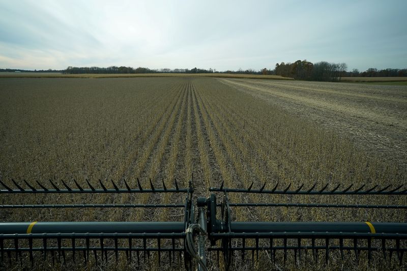Panoramas de oferta producen liquidación de maíz, soja y trigo en EEUU