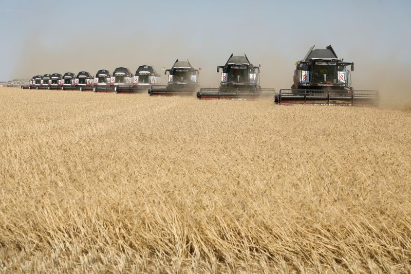 Precios del trigo ruso para exportación caen por llegada de más suministros al mercado