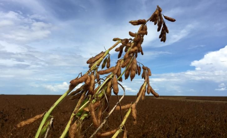 Cosecha granos de Brasil 2019/2020 alcanzaría 253,677 mln toneladas: Conab