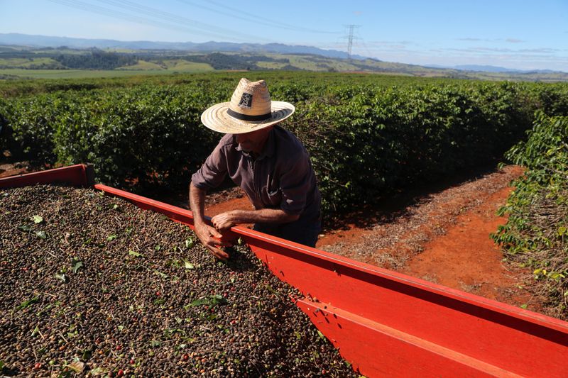 Exportaciones brasileñas de café verde suman 2,7 millones de sacos en julio: Cecafé