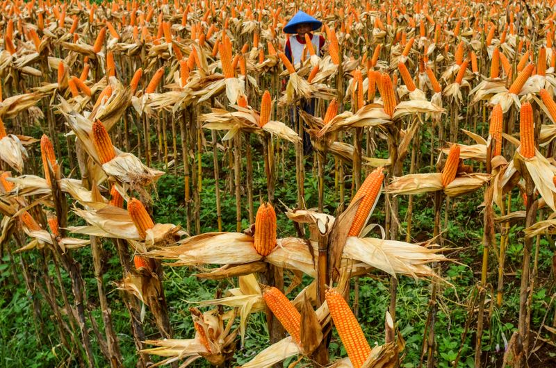 China eleva perspectivas de demanda de maíz: ministerio de agricultura