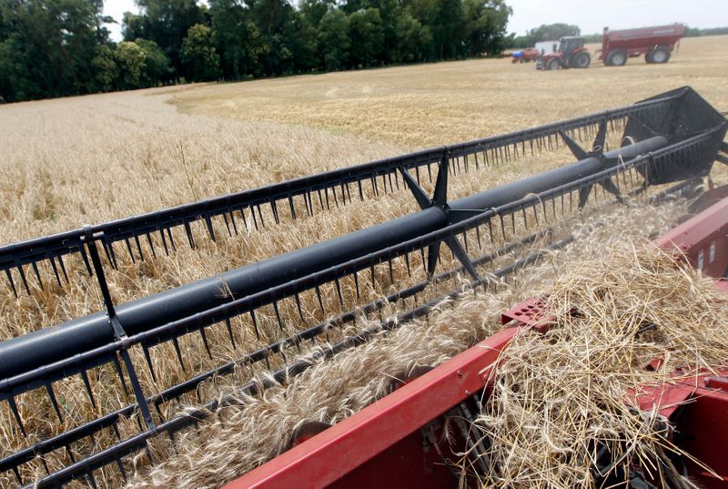 USDA baja estimación cosecha trigo de Argentina a 20,5 mln ton