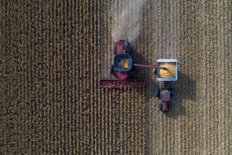 USDA proyecta cosechas récord de maíz y soja en EEUU