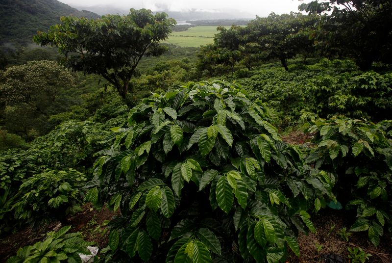 Coronavirus golpea volúmenes de exportación de café de Guatemala