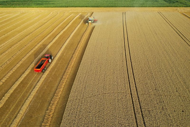 Strategie Grains recorta previsiones de cosecha de trigo de UE y Reino Unido a 128 mln tons
