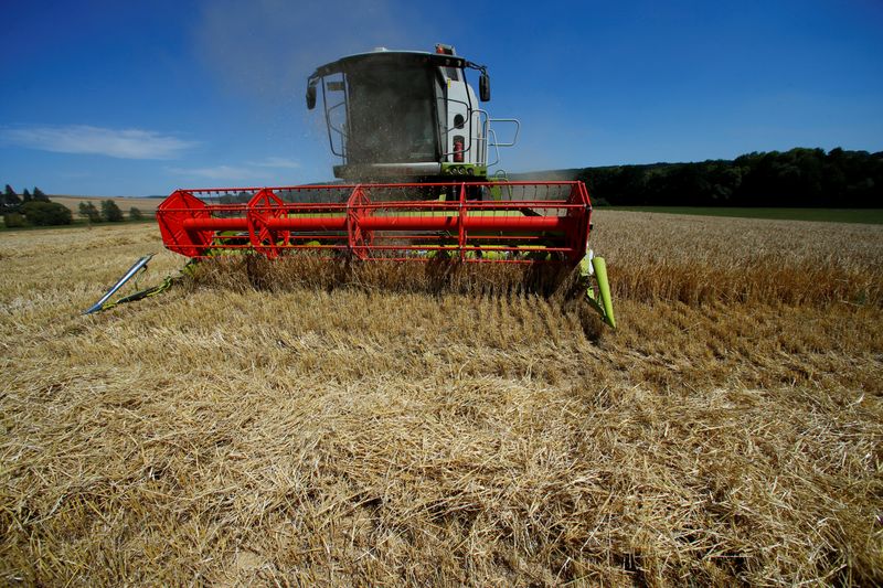 Cae cosecha de trigo 2020 en Alemania; colza crece