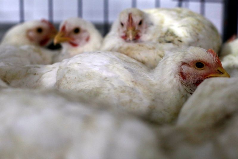 Frigorífico brasileño Aurora produjo pollo que dio positivo al coronavirus: autoridades chinas