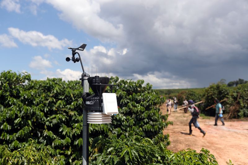 Cafetaleros de Brasil han vendido el 51% de nueva producción en lo que va del año: consultora