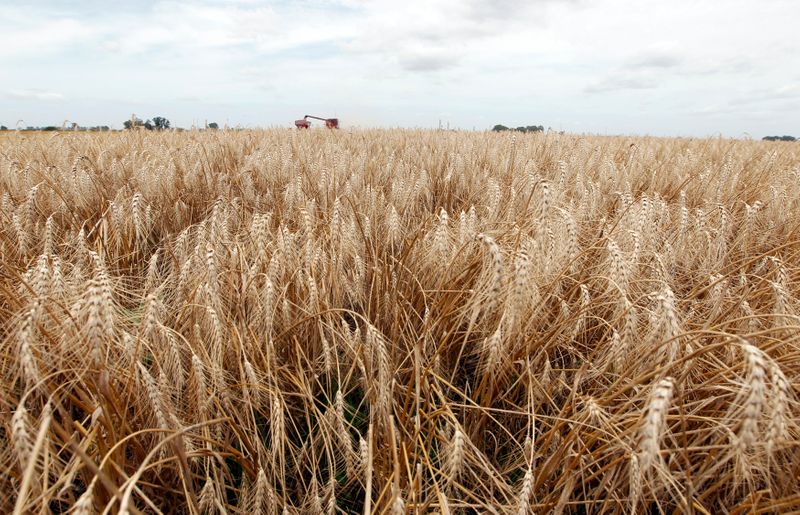 Sequía recorta expectativas para trigo 20/21 en Argentina: Bolsa de Cereales de Buenos Aires