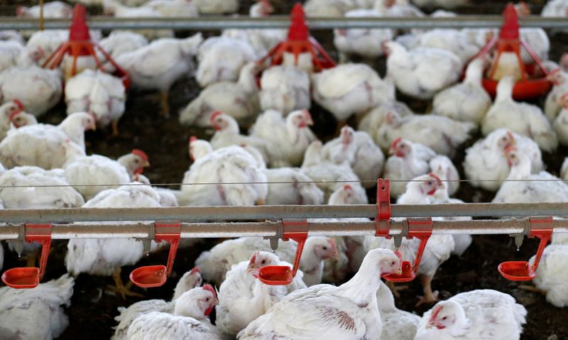 Filipinas prohíbe importación de pollo desde Brasil por temores sobre coronavirus