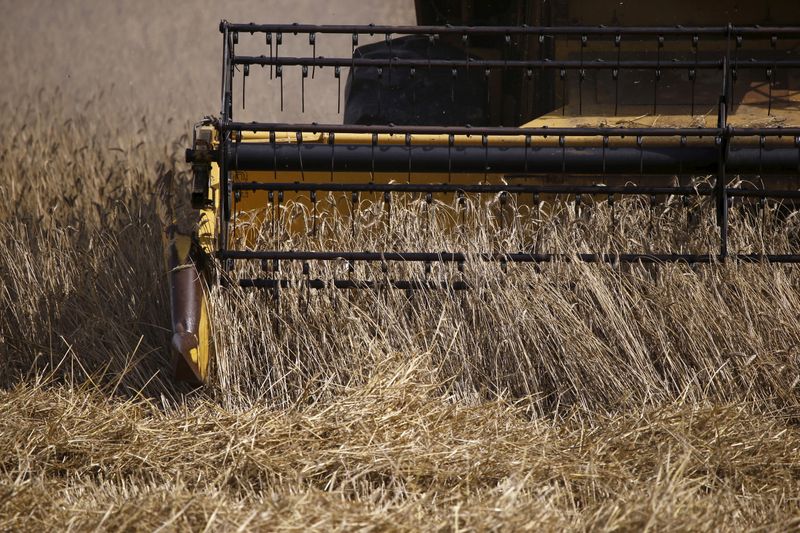 Buenas cosechas en Alemania y Polonia impulsan producción trigo de la UE