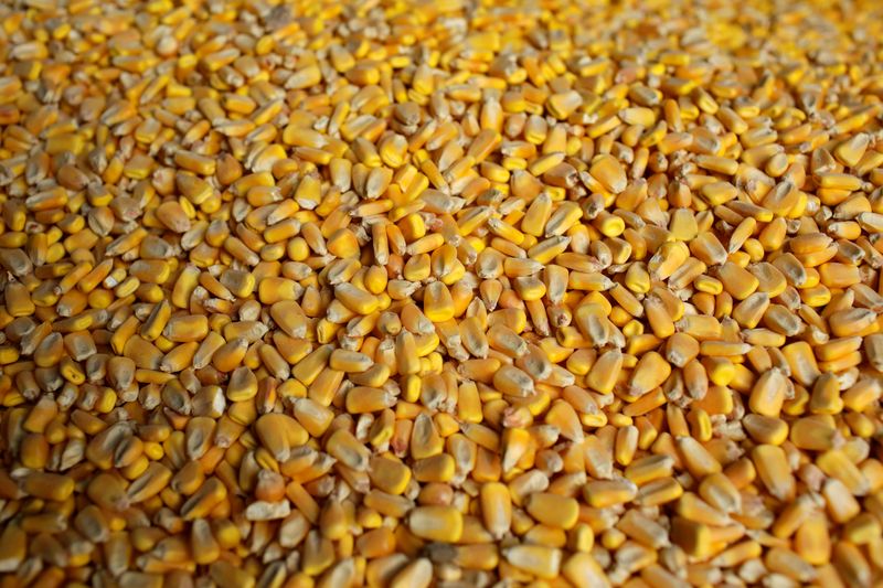 China compra maíz a EEUU por los precios locales más altos