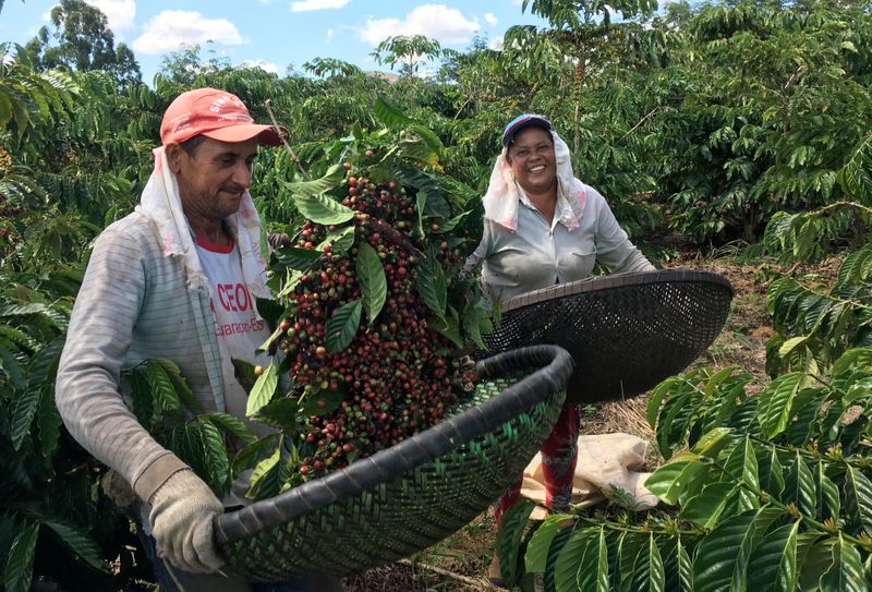 Exportaciones mundiales de café caen 11% en julio, habría leve superávit en mercado en 2019/20: OIC