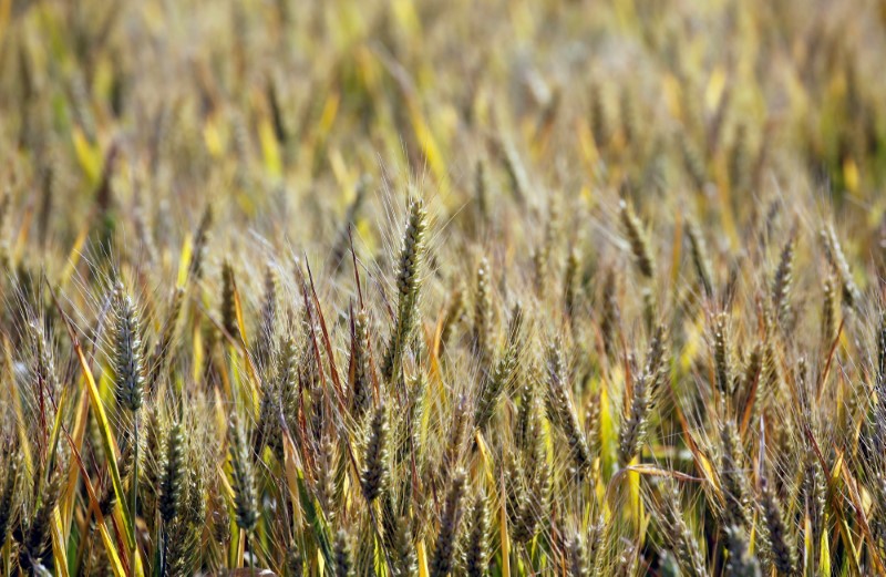 Trigo alcanza máximos de cinco meses por expectativas de ventas de EEUU