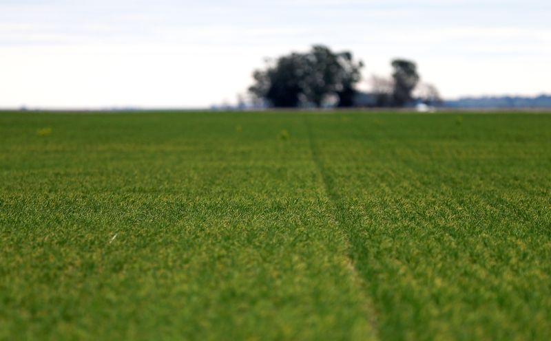 Lluvias alivian trigo afectado por sequía en partes Argentina, algunos daños irreversibles: Bolsa Cereales