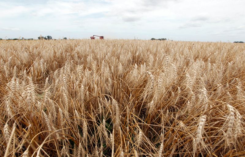 Exportación de trigo francés fuera de la UE alcanza mínimo de cuatro años en agosto