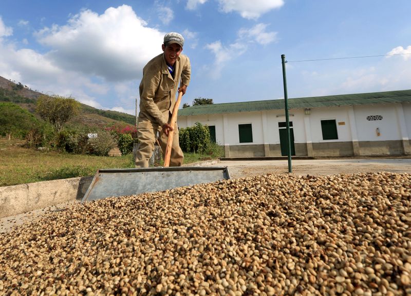 Producción de café de Colombia baja en agosto a 1,09 mln de sacos