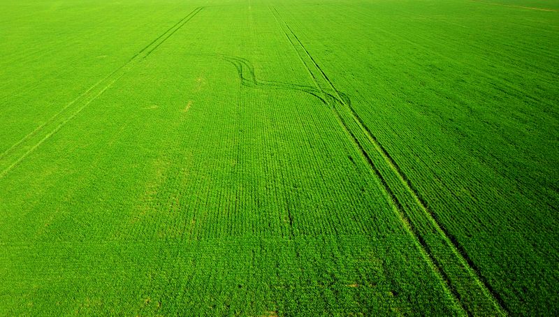 Australia eleva estimación de cosecha de trigo en 12% tras lluvias en la costa