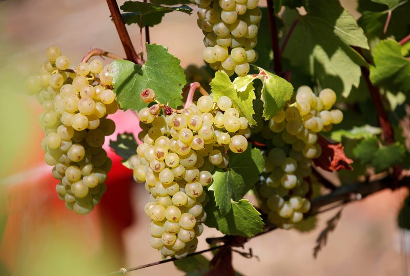 Producción de vino de Francia se recuperará tras débil cosecha en 2019