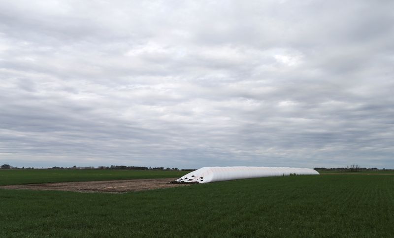 Lluvias en Argentina reviven el trigo y apoyan siembra de maíz previo a la primavera