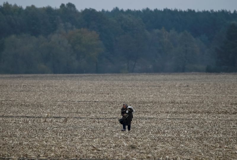 Agritel estima cosecha de maíz de Ucrania en 33,5 millones de toneladas
