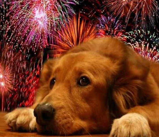 Sancionarán maltrato animal por uso de pirotecnia