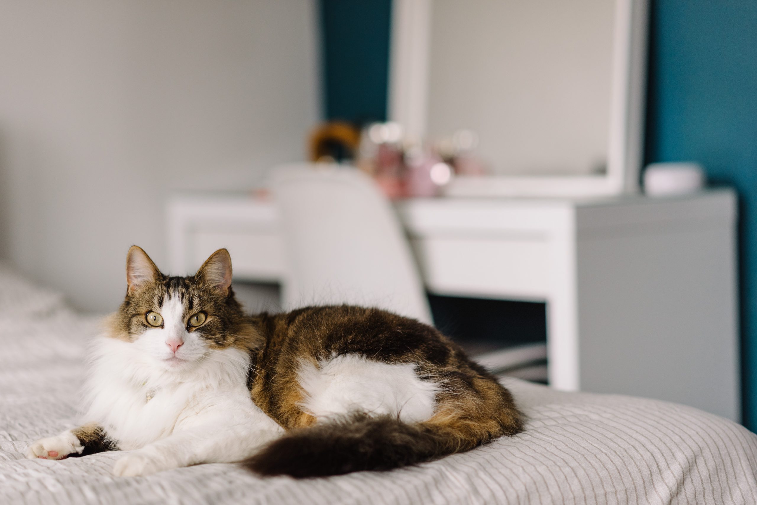 ¿Quieres entender mejor a tu gato? ¡Conoce MeowApp!