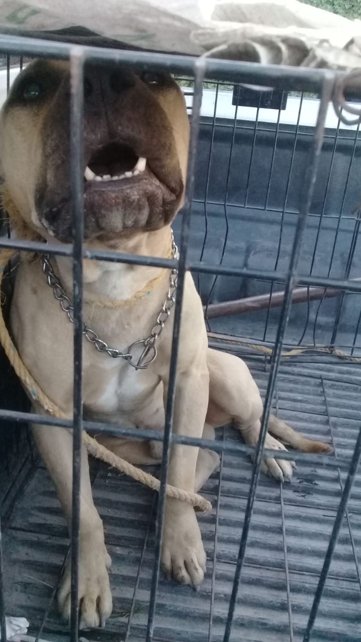 Ataca perro pitbull a su ama; mujer queda con varias lesiones