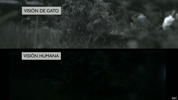¿Cómo ven los gatos el mundo?