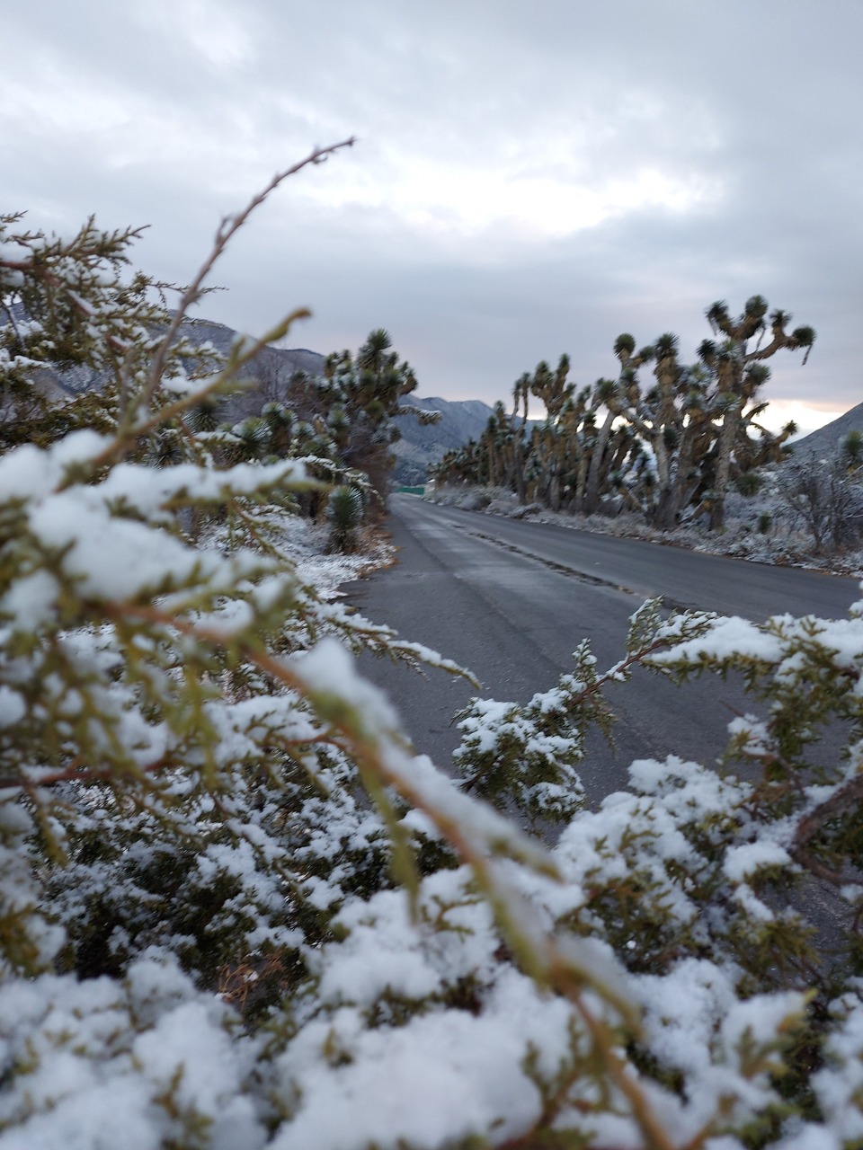 Arteaga y Saltillo se visten de blanco: se registra caída de nieve y agua nieve