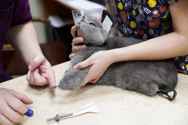 Dymka, la gata con prótesis impresas en 3D