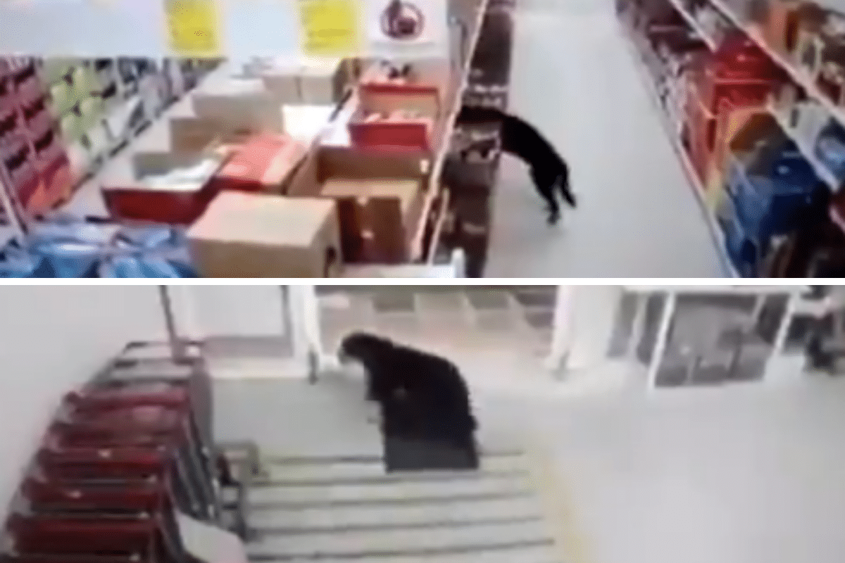 Perro roba bolsa de comida y se desinfecta sus patitas al salir