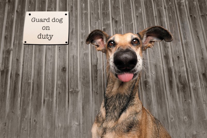 ¡Conoce a los ganadores del Comedy Photo Pet Awards!