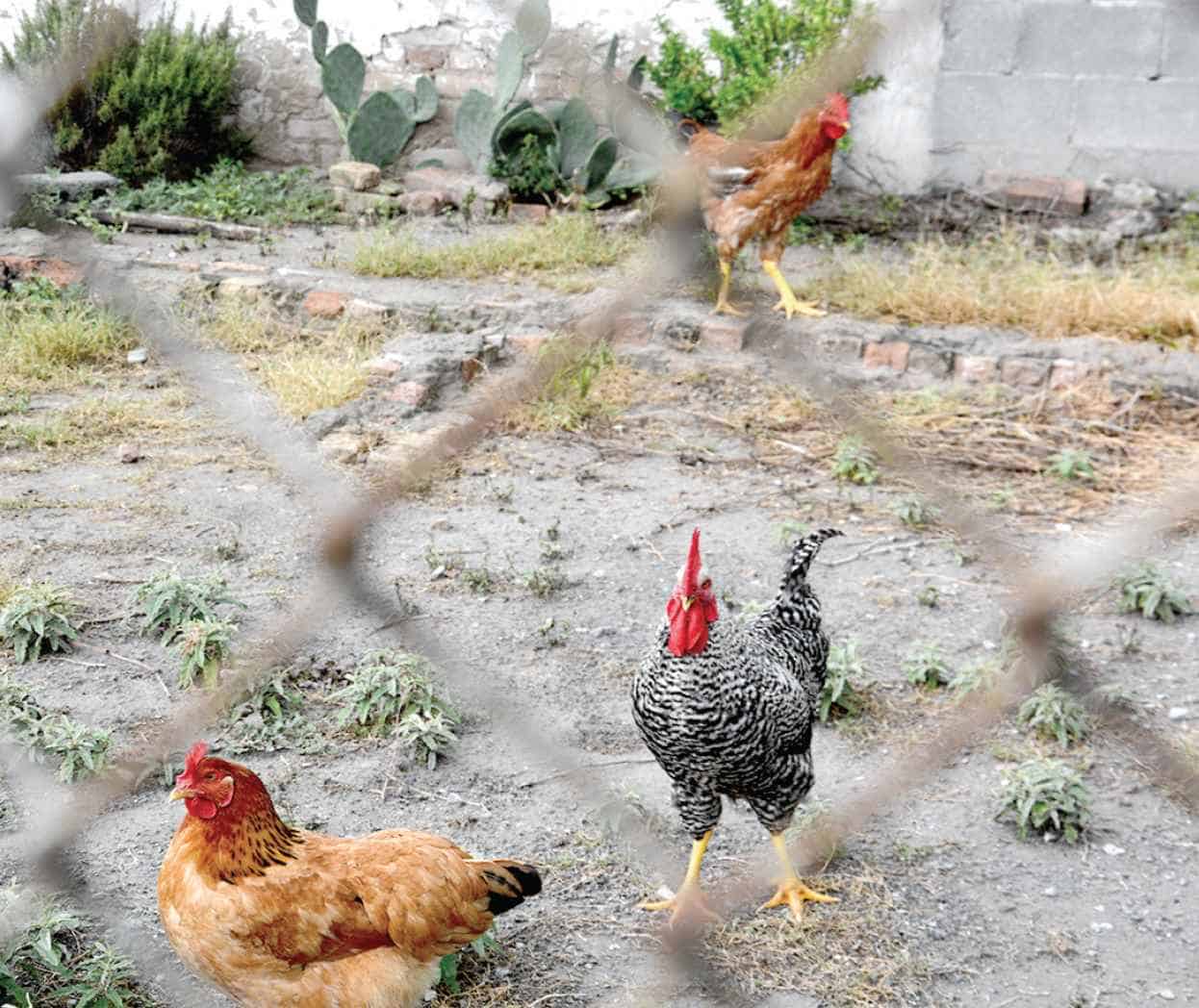 Multarán a quienes tengan animales de corral dentro de la ciudad, en Múzquiz