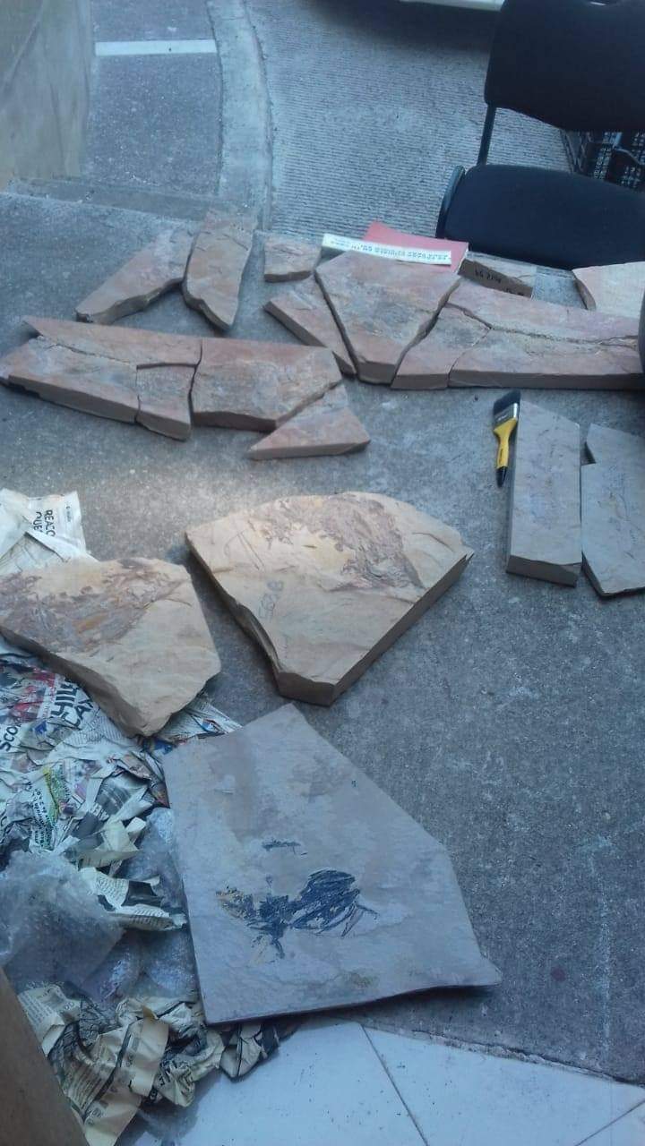 Piden conservar hallazgos de fósiles en la serranía de Múzquiz