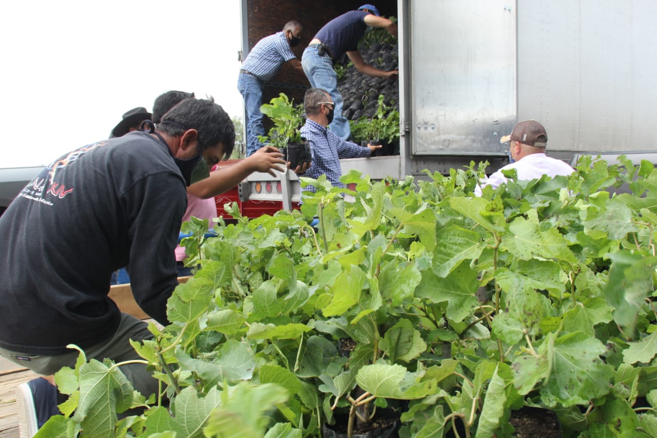 Le apuesta Coahuila a la siembra de higo, nogal y granado