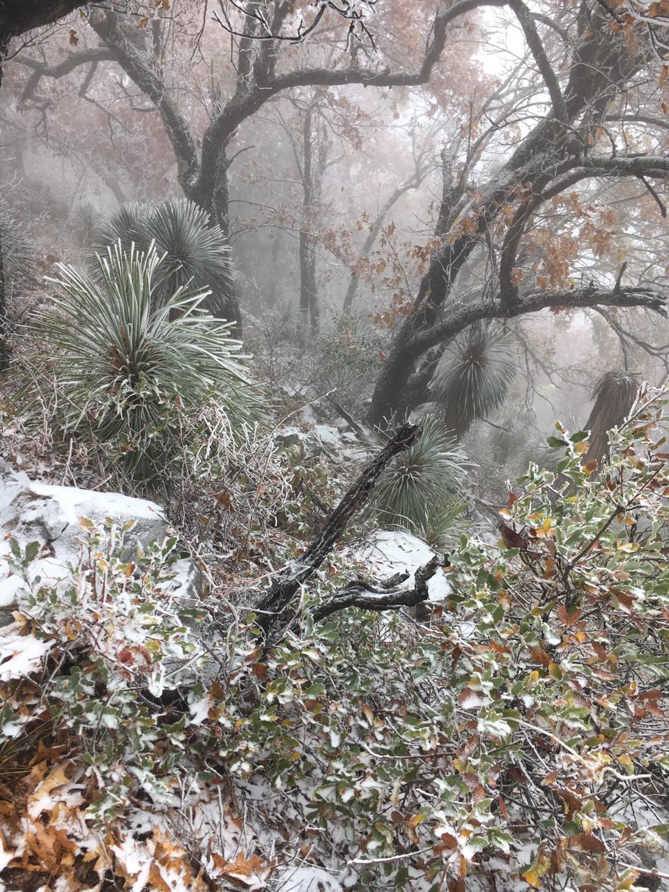 Sierra de Santa Rosa se viste de blanco, en Múzquiz