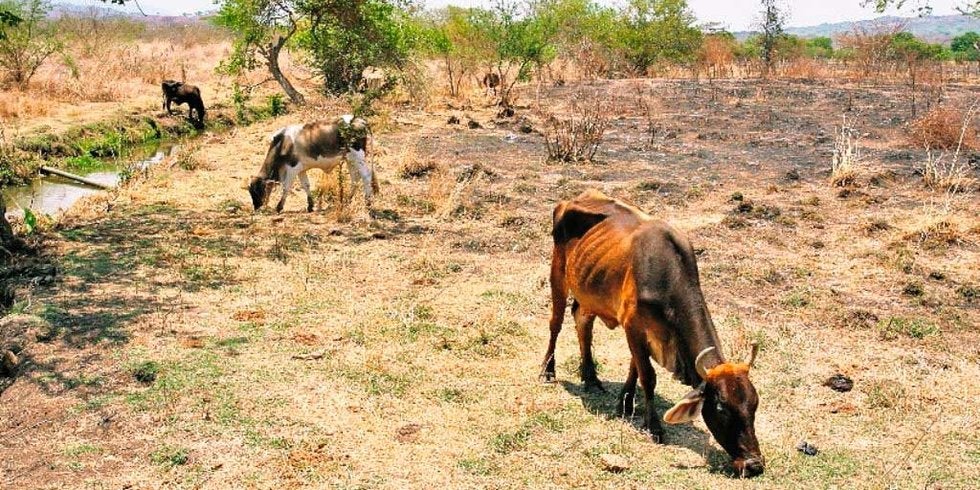 Intenso frío pega a campesinos; pedirán apoyo